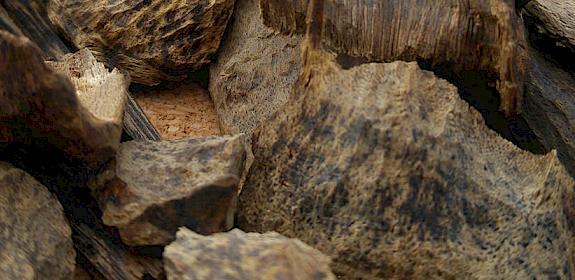 Pieces of agarwood ready for sale © Agarwood for Life / CC Generic 2.0