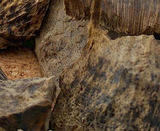 Wood for the Trees: A Review of the Agarwood Trade in Malaysia