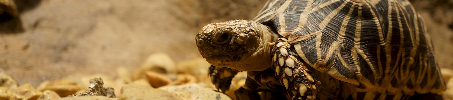 Indian Star Tortoise Geochelone elegans, popular as pets in Japan © Charlene N Simmons / CC Generic 2.0