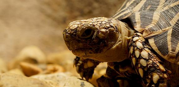 Indian Star Tortoise Geochelone elegans, popular as pets in Japan © Charlene N Simmons / CC Generic 2.0
