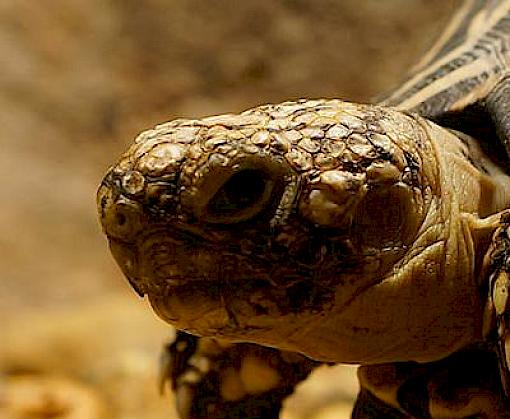 The State of Wildlife Trade in Japan