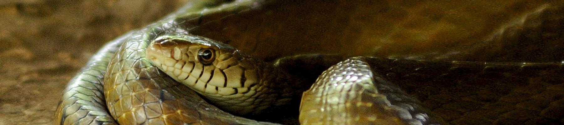 An Oriental Rat Snake Ptyas Mucosa © JanetandPhil / CC Generic 2.0