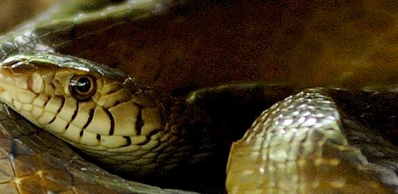 An Oriental Rat Snake Ptyas Mucosa © JanetandPhil / CC Generic 2.0
