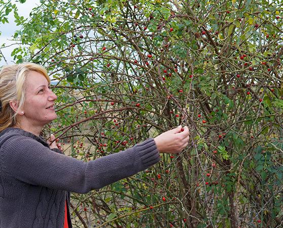 A local harvester collects Rosehips in Serbia © Plantamell