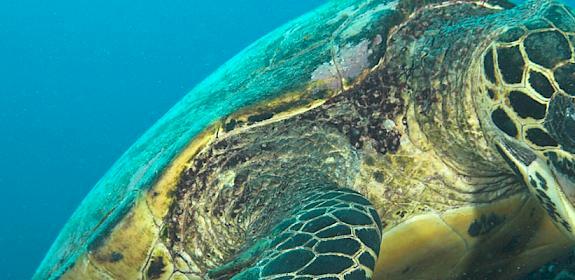 Hawksbill turtle Eretmochelys imbricata © Simon Buxton / WWF