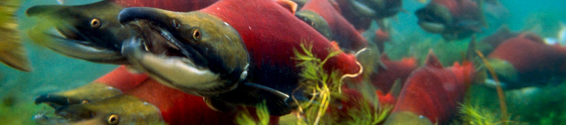 Sockeye salmons Oncorhynchus nerka © Michel Roggo / WWF