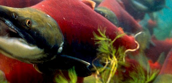 Sockeye salmons Oncorhynchus nerka © Michel Roggo / WWF