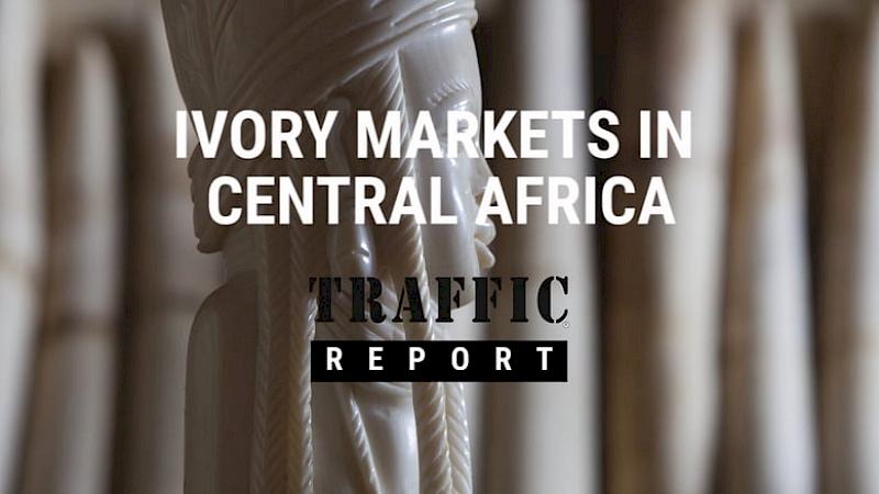 Ivory Markets in Central Africa