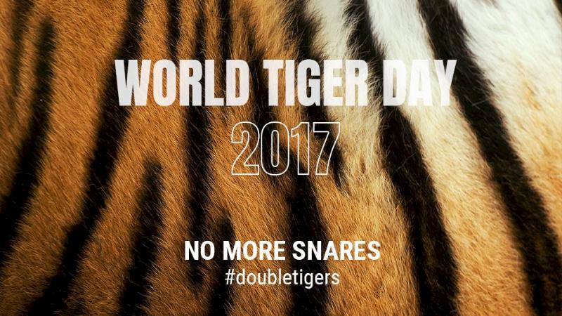 World Tiger Day 2017