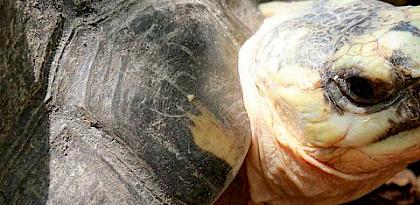Pet freshwater turtle and tortoise trade in Chatuchak Market, Bangkok, Thailand
