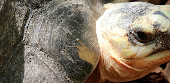 Radiated Tortoise Astrochelys radiata © Glenn Marsch / CC Generic 2.0