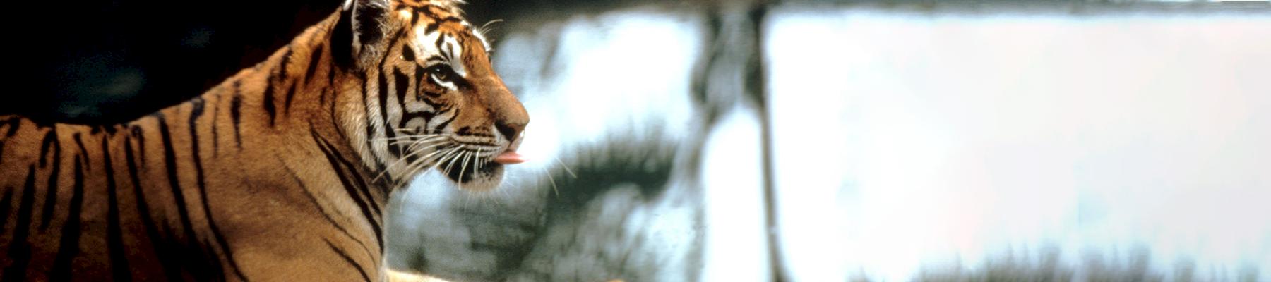 Sumatran tiger Panthera tigris sumatrae © Howard Buffett / WWF-US
