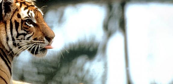 Sumatran tiger Panthera tigris sumatrae © Howard Buffett / WWF-US