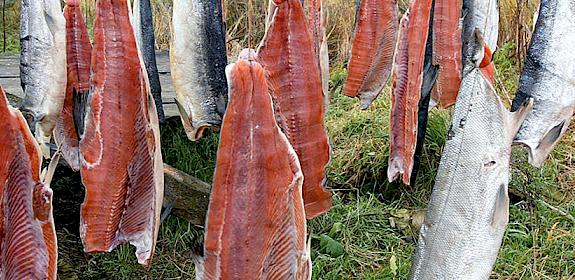 Salmons hanged for drying in the Russian Federation © Vladimir Filonov / WWF