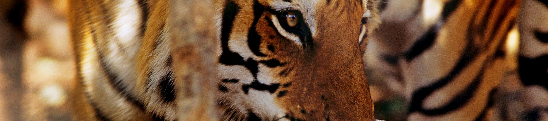 Indian Tiger Panthera tigris tigris, Tiger parts are still widely used throughout China © David Lawson / WWF-UK