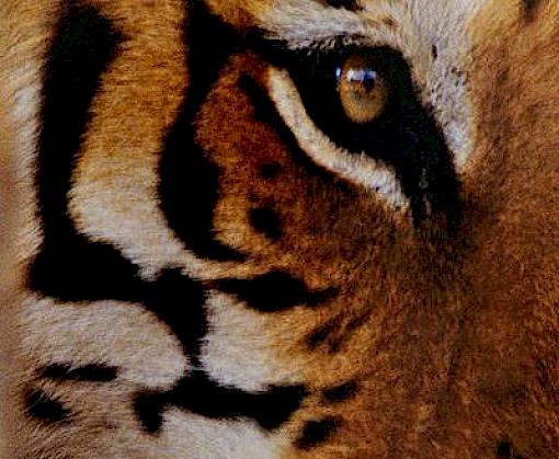 State of Wildlife Trade in China 2006