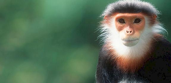 Red-shanked Douc Langur Pygathrix nemaeus nemaeus are endemic to Viet Nam © Martin Harvey / WWF