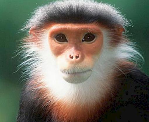 A matter of attitude: The consumption of wild animal products in Ha Noi, Viet Nam