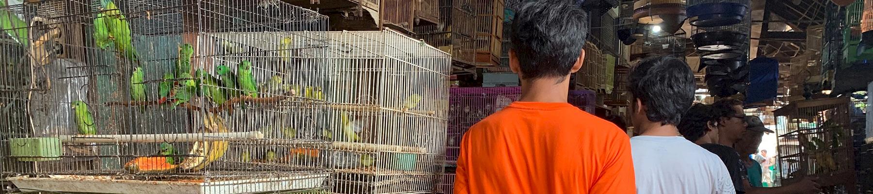 Jakarta Bird Market, Photo: TRAFFIC / Krishnasamy, K