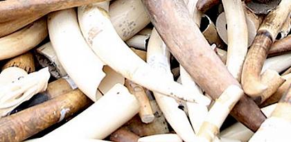 Viet Nam under scrutiny after remarkable sequence of ivory seizures