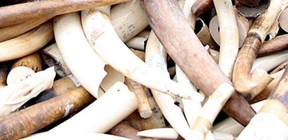 File photo of seized ivory © Margot L'Hermite / WWF-France
