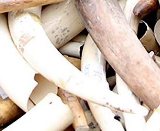 Viet Nam under scrutiny after remarkable sequence of ivory seizures