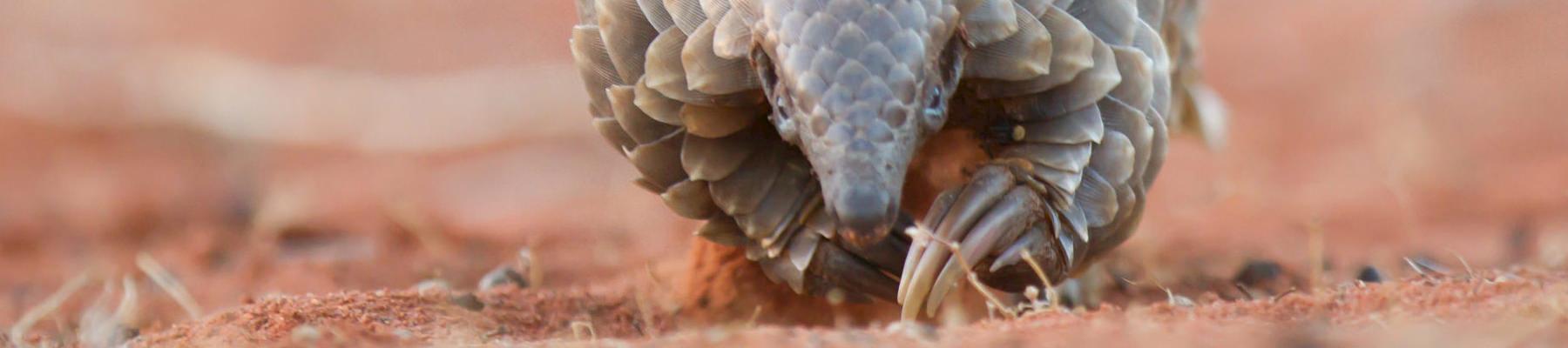 Ground Pangolin Manis temminckii, one of the African speices that appeared in trade post-2010 © Wendy Panaino