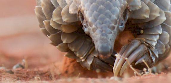 Ground Pangolin Manis temminckii, one of the African speices that appeared in trade post-2010 © Wendy Panaino