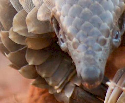 CITES trade data confirms shift towards supply from African pangolins
