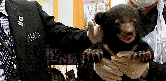 Mr Abdul Kadir (left) showing the rescued one-month-old sun bear at the Perhilitan headquarters on Tuesday © THE STAR/ASIA NEWS NETWORK