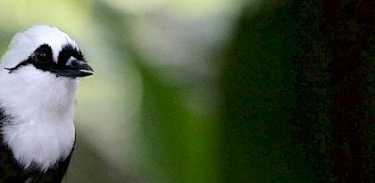 Illegal trade in laughingthrushes in Indonesia no laughing matter