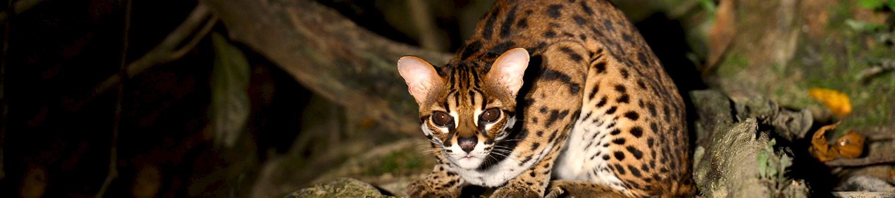 A Leopard Cat Prionailurus bengalensis, was among the animals seized © Mark Louis Benedict / CC Generic 2.0