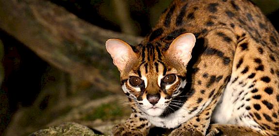 A Leopard Cat Prionailurus bengalensis, was among the animals seized © Mark Louis Benedict / CC Generic 2.0