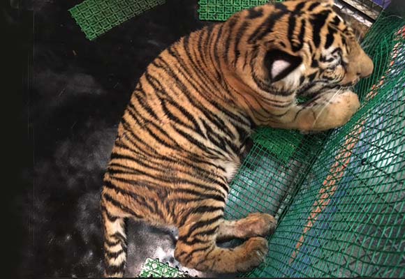 Tiger cub among menagerie of animals seized in Malaysia enforcement  operations - Wildlife Trade News from TRAFFIC