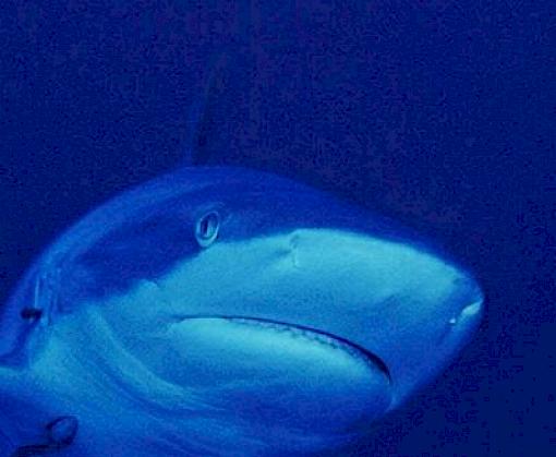 Traceability key to successful shark listing implementations