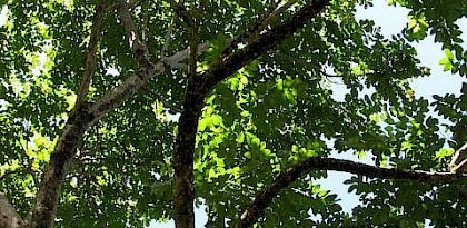 Solid backing for timber at CITES