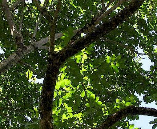 Solid backing for timber at CITES