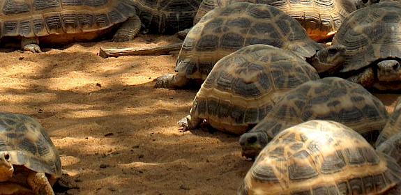 Radiated Tortoises are just one African wildlife species which is regularly smuggled from Africa © anntrueann / CC Generic 2.0