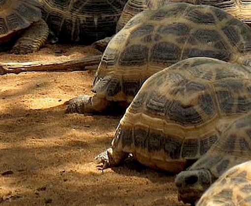 Arcadia provides $3m to TRAFFIC to help protect Africa’s threatened wildlife