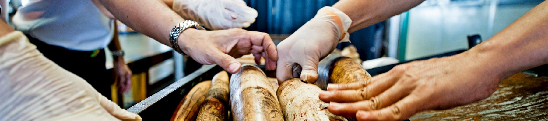 Customs officers inspect seized ivory tusks © WWF / James Morgan