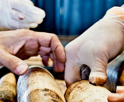 Airline Industry in South Africa and Vietnam Increase Efforts to Stop Wildlife Trafficking