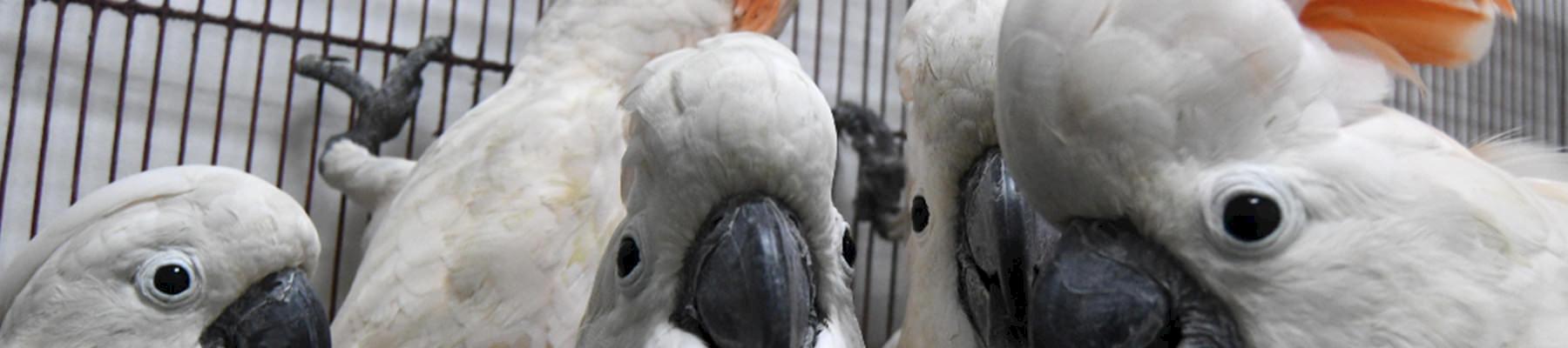 Dozens of cockatoos were among the birds and other Indonesian wildlife seized in the Philippines © TRAFFIC