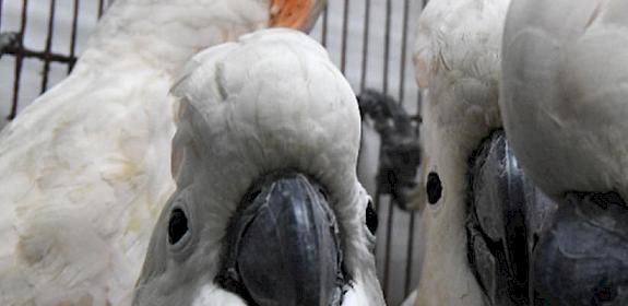 Dozens of cockatoos were among the birds and other Indonesian wildlife seized in the Philippines © TRAFFIC