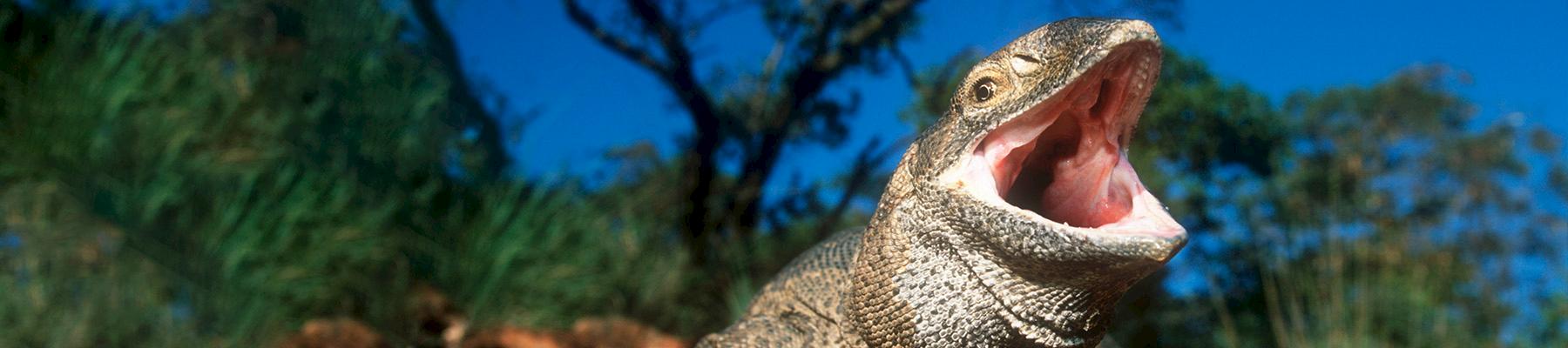 Savannah monitor Varanus exanthematicus, a CITES-listed species imported into the EU © Martin Harvey / WWF