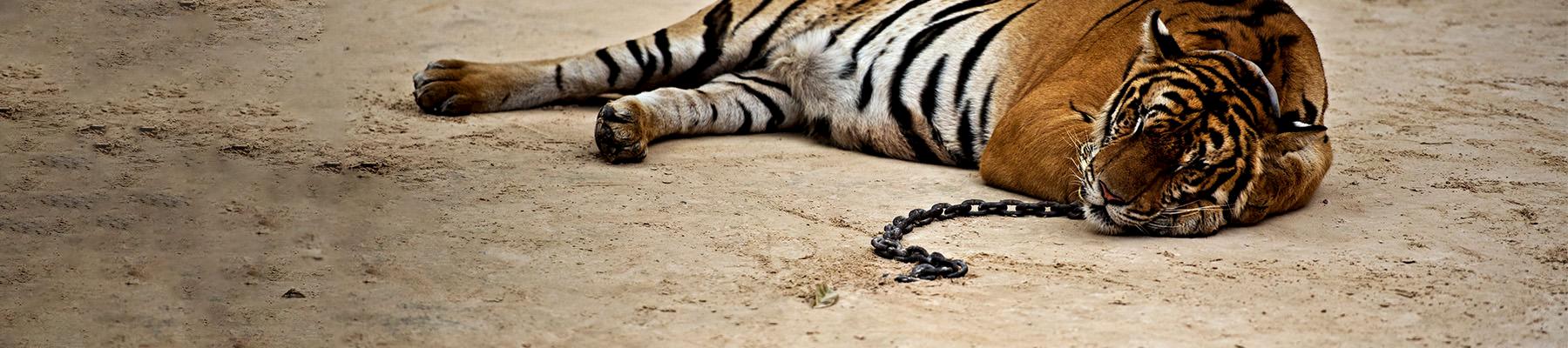 A captive Tiger Panthera tigris, either tamed or drugged in Thailand © James Morgan / WWF