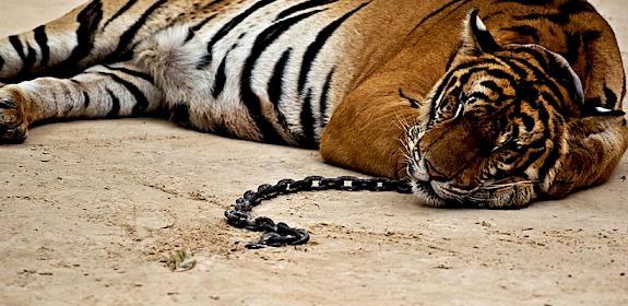 A captive Tiger Panthera tigris, either tamed or drugged in Thailand © James Morgan / WWF