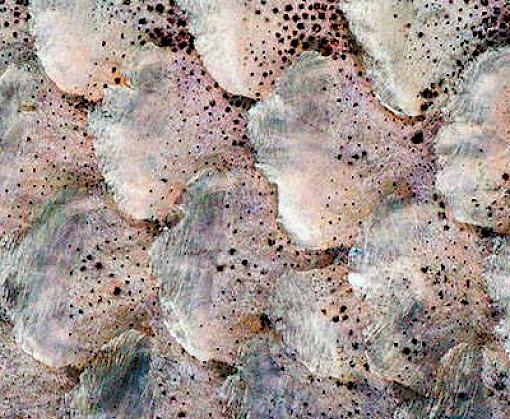 The great salmon run: Competition between wild and farmed salmon