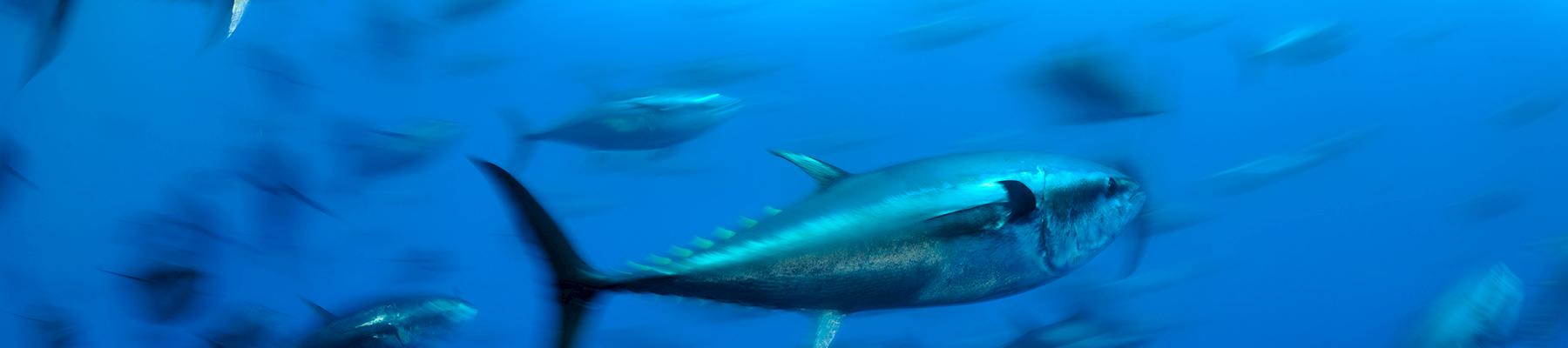 Atlantic bluefin tuna Thunnus thynnus © Wild Wonders of Europe / Zankl / WWF