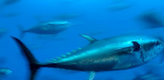 Atlantic bluefin tuna Thunnus thynnus © Wild Wonders of Europe / Zankl / WWF