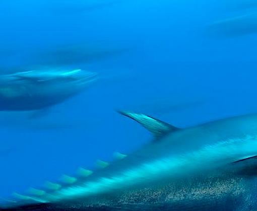 Catching On? Trade-related measures as a fisheries management tool